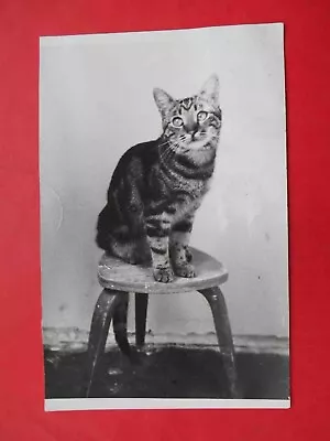 Buy USSR 1970-th Cat On Chair. Real Photo • 8.55£