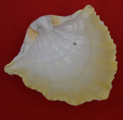 Buy Royal Worcester Very Fine China 172 Small Shell Design Pin Dish - Exquisite! • 17.50£