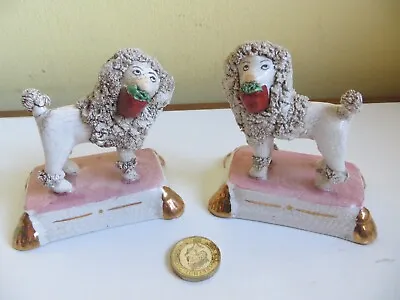 Buy Poodle Dog Pair Antique Old Staffordshire Pottery White Dogs With Flower Basket • 49£