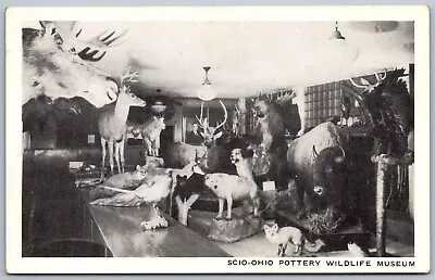 Buy Scio Ohio 1940s Postcard Scio Ohio Pottery Wildlife Museum Taxidermy • 2.79£