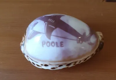 Buy Souvenir Of Poole Shark Design Hand Carved Cowrie Shell. • 10£