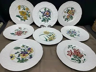 Buy Set Of 8 Designs ~ Royal Cauldon England  HAYWOOD / FLORAL  Dinner Plates 11 1/4 • 143.81£