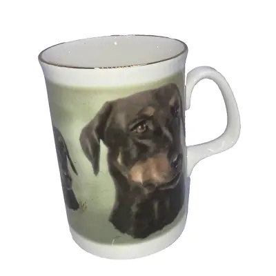 Buy Sheltonian China English Bone China Doberman Dog Gilded Coffee Mug Tea Cup • 9.44£