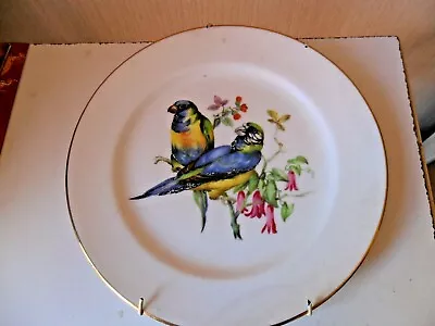 Buy Hammersley Fine Bone 8  Plate With Blue Parrots - Birds Great Condition • 8.95£