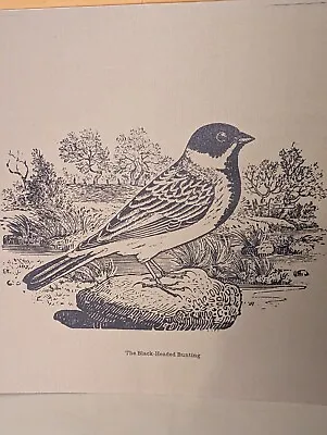 Buy RARE Enlargements Of Thomas Beswick's Birds 1797-1972 An Antique Guide Portfolio • 39£