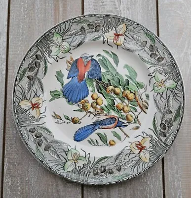 Buy The Birds Of America Adams China Florida Jay Dinner Decorative Plate England • 40.75£