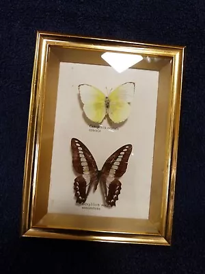 Buy Vintage Framed Butterfly Wall Display Glass Wood Metal Two Specimens • 14.99£
