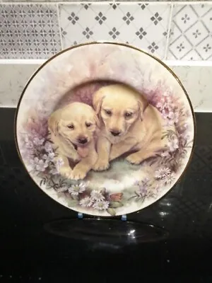 Buy Fenton Fine China 8 Inch Plate Labrador Puppies • 4.99£