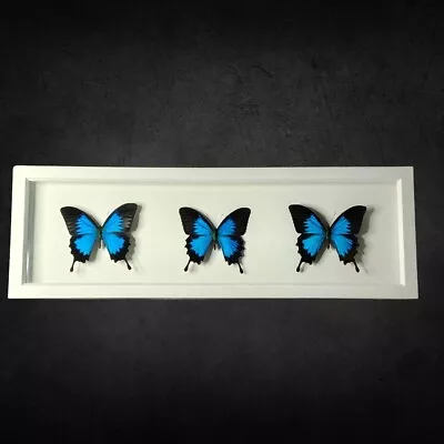 Buy The Blue Mountain Swallowtail🦋 Papilio Ulysses Trio✨ White Frame. Glass Front. • 69£