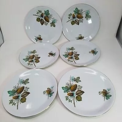 Buy 6 X Vintage Alfred Meakin - Glo White -  Pinewood  - Luncheon Plates - 9  • 12£