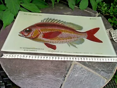 Buy Vtg Glass Tray Fish Illustration Charles D‘Orbigney Dictionary Natural History • 30.03£