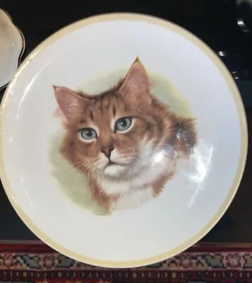 Buy Duchess Made In England Bone China Plate 8 1/4  Maine Coon Cat Pattern • 9.47£