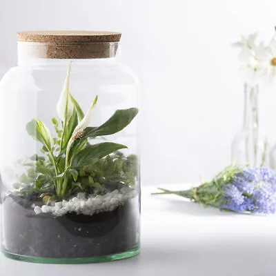 Buy Recycled Clear Glass Half Open Terrarium Planter Pot Bottle 7L Cork Lid • 24.99£