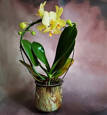 Buy Studio Pottery.. Stoneware Easter Orchid Pot.......John Wright.. • 28£