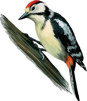 Buy Window Woodpecker Bird Stained Glass Effect Window Decoration Sticker • 7.50£