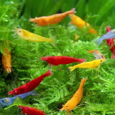 Buy 🔥 Mix Shrimp Blue | Red | Yellow | Black Fresh Water Algae Eater Live Fish • 49.95£