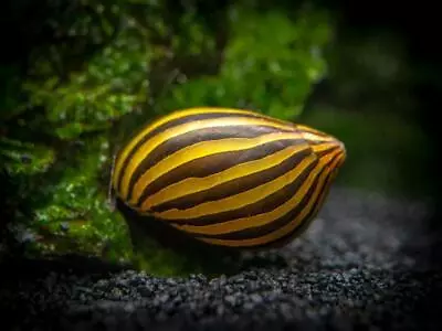 Buy 🔥 Zebra Nerite Snail - Algae Eater - Aquarium Fish Plant Snails • 12.95£
