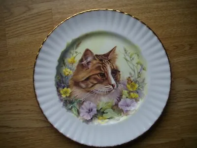 Buy Royal Vale Bone China Cat Plate 10.5 Inches Decorative, D Wallace • 5£