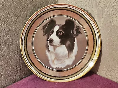 Buy Royal Vale England Border Collie Decorative Dog 8  Plate - Very Good • 2.99£
