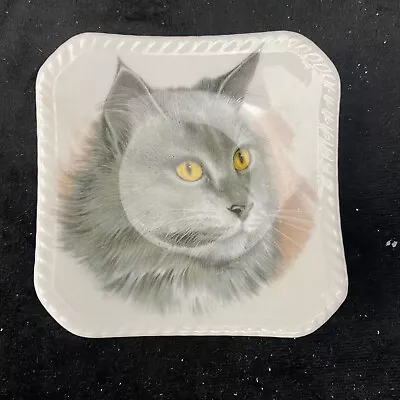 Buy Vintage Royal Adderley Long Haired Gray Cat Tidbit Plate Made In England • 3.07£