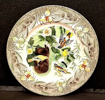 Buy The Birds Of America Adams China Baltimore Oriole Dinner Decorative Plate • 85.06£
