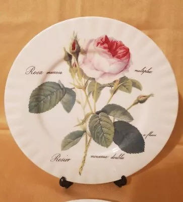 Buy Roy Kirkham Redoute Roses Dinner Plate - Excellent Unused Condition  • 14.99£