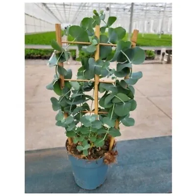 Buy Eucalyptus Pulverulenta ‘Baby Blue' Silver Hardy Mountain Gum Tree. 12cm Pot • 16.99£