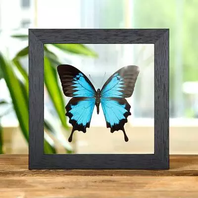 Buy Taxidermy Mountain Blue Swallowtail In Clear Glass Frame (Papilio Ulysses) • 44.99£