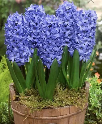 Buy Bedding / Indoor/Outdoor Hyacinth 'Delft Blue' Spring Bulbs In A 13 Cm Pot • 7.43£
