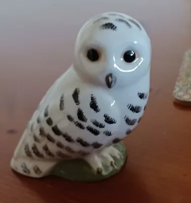 Buy Quail China  Snowy Owl  • 4.50£