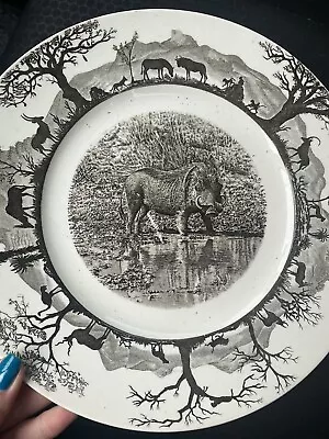 Buy Rare Vintage Antique 1st Edition Wedgwood Plate - Kruger National Park Warthog • 35£