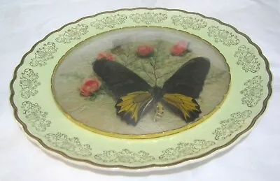 Buy Rare Decorative Plate Woods Ivory Ware Taxidermy Butterflies 10¼ Ins Wide • 29.99£