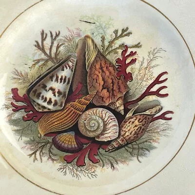 Buy Prattware Seashell Plate, England, 19th Century, Felix Pratt, Maker, 204 • 35£