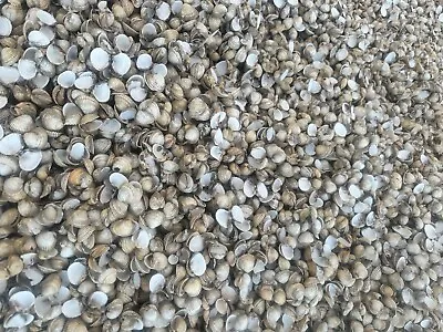 Buy 10kg Cockle Shell Mulch Plant Path Dressing Drain Weed Slug Garden Border Stone • 15£