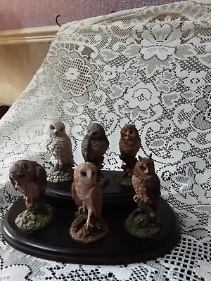 Buy Royal Doulton Owl Collection (6) On Wooden Stand • 30£