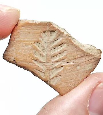 Buy Ancient Pottery Fragment From The Near East With Some Type Of Branch Etched In • 9.45£