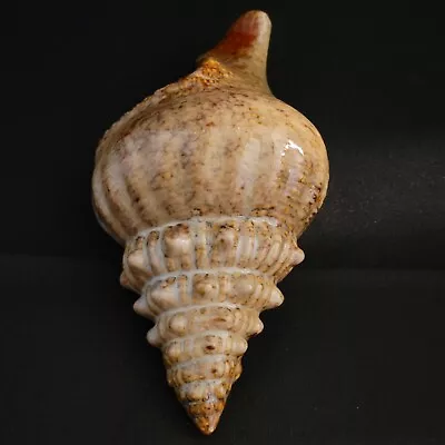 Buy Vtg MCM Ceramic Conch Shell Seashell Wall Pocket Vase Hanging 10 X4.5  Glazed • 18.94£