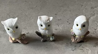 Buy Maruri Masterpiece Bone China Owls Set Of 3 • 35£