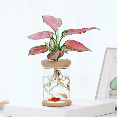 Buy Pots For Pot Imitation Glass Vase Planting Small Potted Green Plant Flower Va:da • 4.25£