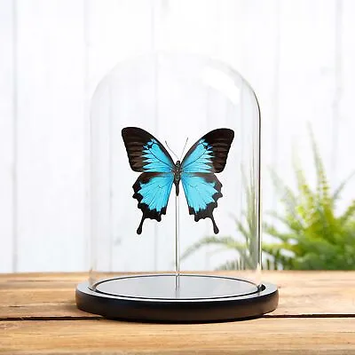 Buy Taxidermy Mountain Blue Swallowtail In Glass Dome (Papilio Ulysses) • 44.99£