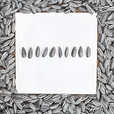 Buy 10 X Ai Weiwei Ceramic Sunflower Seeds  • 13.95£