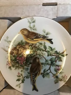 Buy Fine Bone China Plate The Greenfinch By Coalport Edged In 22carat Gold • 2£