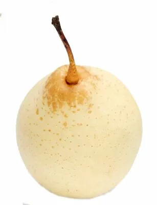 Buy Crown Pear Fresh Exotic Fruit. An Asian Pear From China. Crisp & Delicious • 36.90£