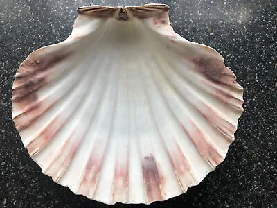 Buy 1 Extra Large 14/15cm Deep Natural Scallop Shell Food Dish Crafts Candle Bowl • 6.99£