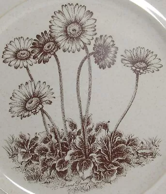 Buy Noritake Stoneware 8.25  Plate:  Desert Daisy   Desert Flowers, Tan Brown • 11.34£