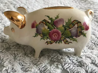 Buy Vintage West Highland Pottery - Pig Piggy Bank – Six Thistles And Tartan Ribbon • 5£