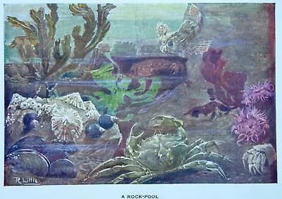 Buy The Sea Shore THE ROCK POOL Original Colour Print By W. Furneaux C1903 • 12.75£