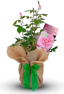 Buy Pottery Wedding Gift Rose - 9th Anniversary Gift - Gift Wrapped With Huge Bow • 29.99£
