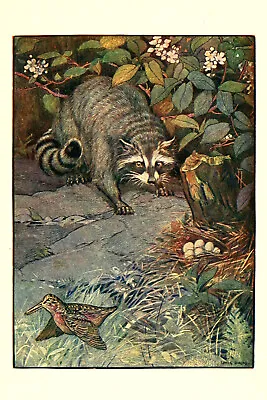Buy Louis Rhead - Tenants Of The Trees Raccoon (1907) Poster Painting Art Print • 69.95£