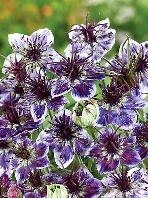 Buy Nigella Delft Blue Love In A Mist - 6 X 4cm Plug Plants • 4.79£